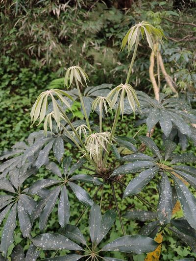Heptapleurum taiwanianum, photographed by Manis Lin