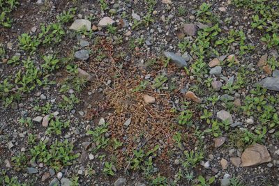 Trianthema parvifolium, photographed by Tony Rebelo