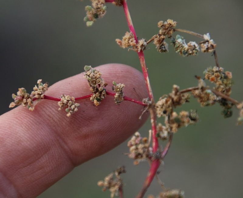 Trianthema parvifolium, photographed by Tony Rebelo