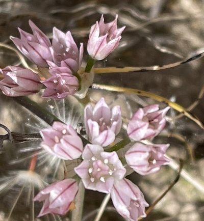 Allium hickmanii, photographed by Irene