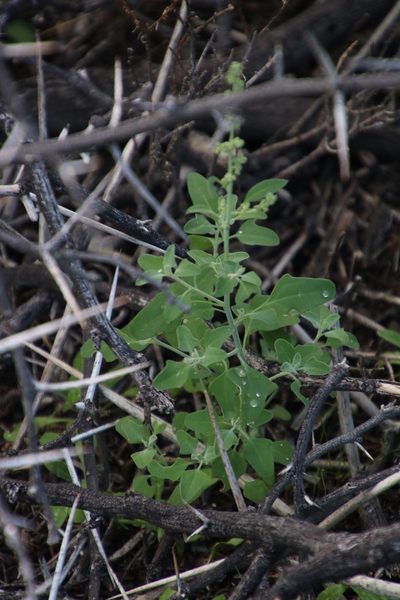 Chenopodium phillipsianum, photographed by Tony Rebelo