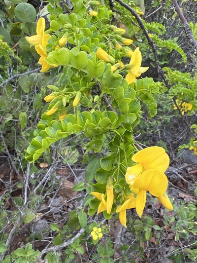 Pictetia aculeata, photographed by Alan Weakley
