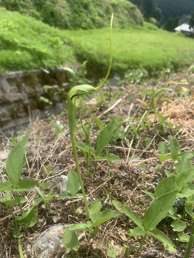 Pinellia ternata, photographed by 岸本年郎