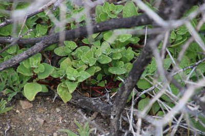 Tetragonia echinata, photographed by Tony Rebelo