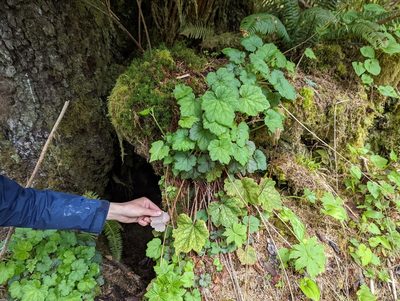 Heuchera micrantha, photographed by Braden J. Judson
