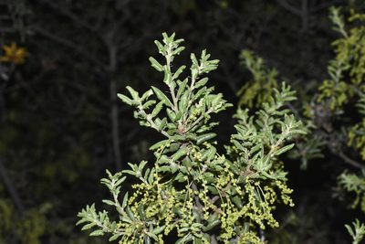 Quercus durata, photographed by Kyle Elshoff