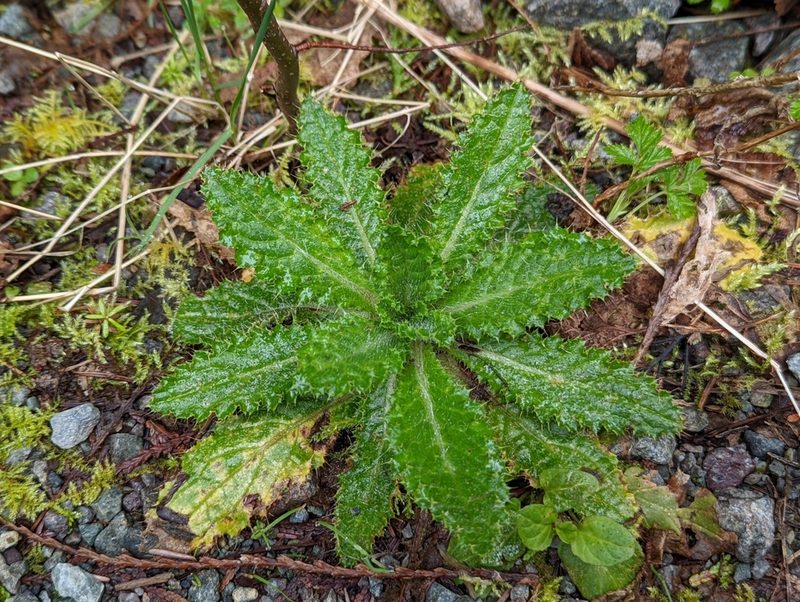 Cirsium brevistylum, photographed by Braden J. Judson