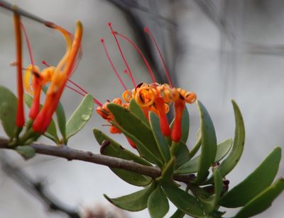 Moquiniella rubra, photographed by Tony Rebelo