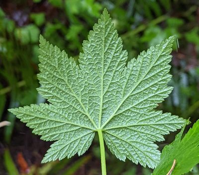 Ribes bracteosum, photographed by Braden J. Judson