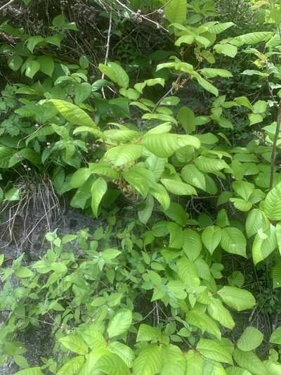 Toxicodendron orientale, photographed by 岸本年郎