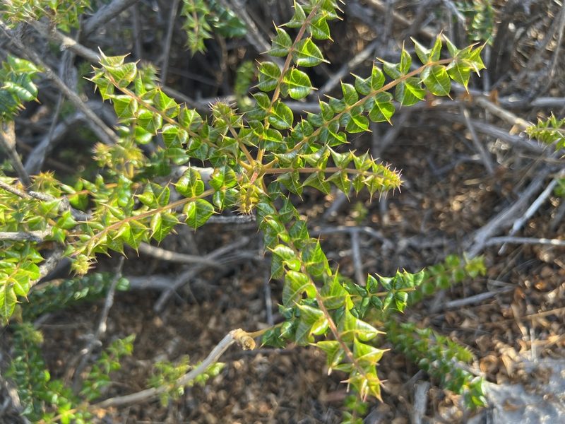 Comocladia dodonaea, photographed by Alan Weakley