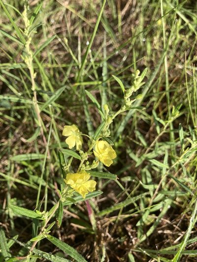 Crocanthemum rosmarinifolium, photographed by Kate Tillotson-Chavez
