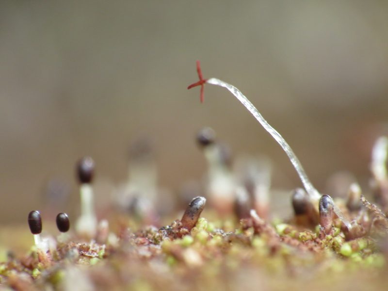 Nowellia curvifolia, photographed by Deana Tempest Thomas
