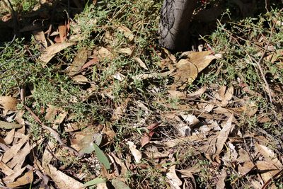 Chenopodium nutans, photographed by Melissa Doherty