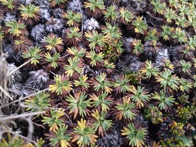 Azorella trifurcata