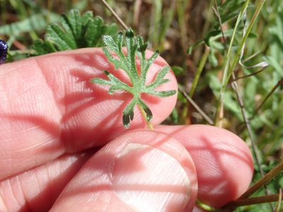 Sidalcea malviflora, photographed by Henrik Kibak