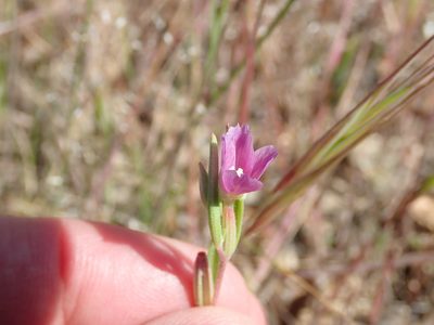 Clarkia purpurea, photographed by Henrik Kibak