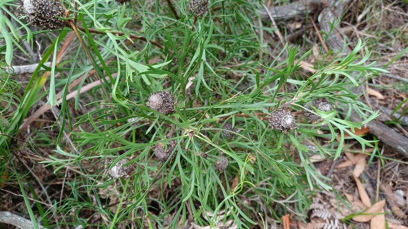 Isopogon anemonifolius, photographed by Peter Crowcroft