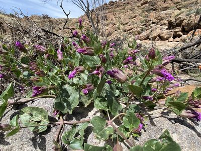 Mirabilis multiflora, photographed by Daniel McNair