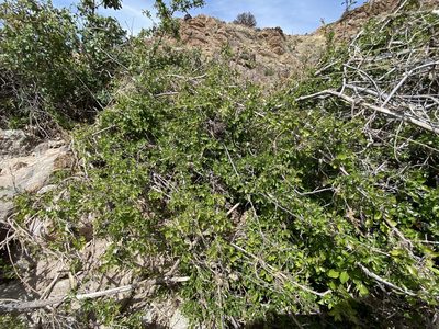 Sageretia wrightii, photographed by Daniel McNair