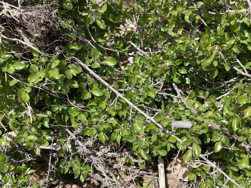 Sageretia wrightii, photographed by Daniel McNair