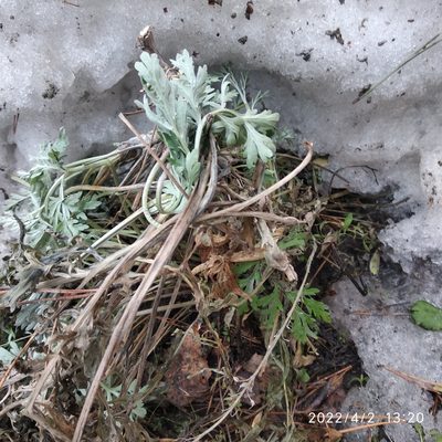 Artemisia sieversiana, photographed by Olga Zakharova