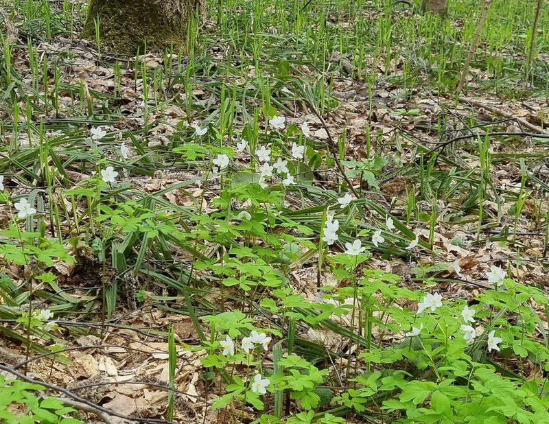 Isopyrum thalictroides, photographed by Владимир Дворкин