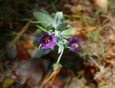 Eustoma exaltatum, photographed by KB DiAngelo
