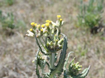 Senecio glomeratus, photographed by Henrik Kibak