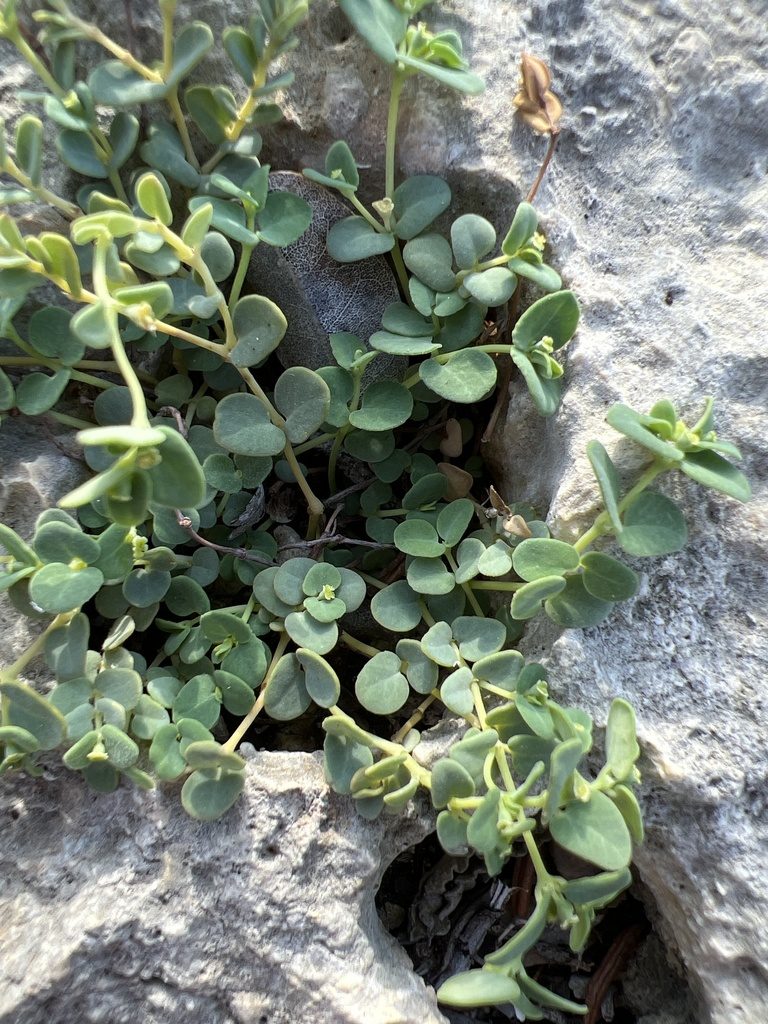 Euphorbia cowellii, photographed by Alan Weakley