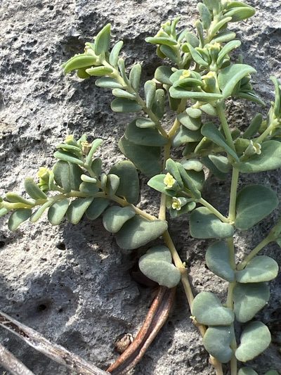 Euphorbia cowellii, photographed by Alan Weakley