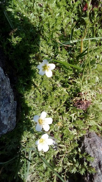 Saxifraga hypnoides, photographed by kitbeard