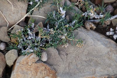 Limeum aethiopicum, photographed by Tony Rebelo