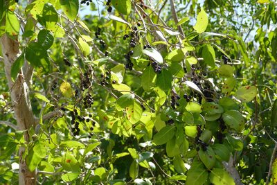 Coccoloba diversifolia, photographed by KB DiAngelo