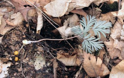 Dicentra canadensis, photographed by Trix Niernberger