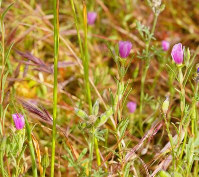Clarkia purpurea, photographed by Michael Warner