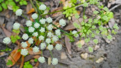 Angelica californica, photographed by Michael Warner
