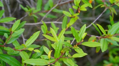 Frangula californica, photographed by Michael Warner