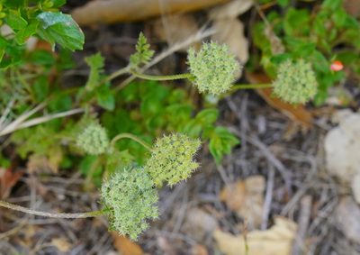Daucus pusillus, photographed by Michael Warner