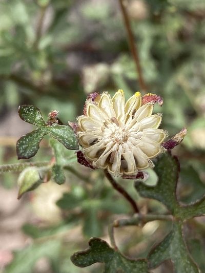 Sphaeralcea rusbyi, photographed by Daniel McNair
