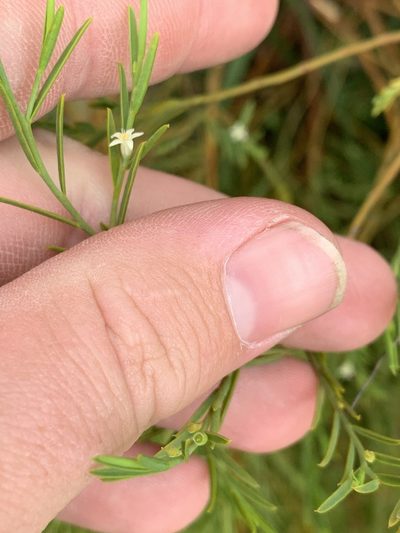 Olax stricta, photographed by Guy Taseski