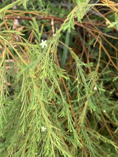 Olax stricta, photographed by Guy Taseski