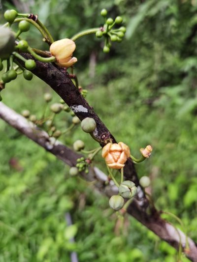Unonopsis pittieri, photographed by Eduardo Chacón Madrigal