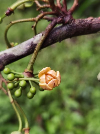 Unonopsis pittieri, photographed by Eduardo Chacón Madrigal