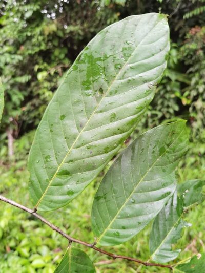 Unonopsis pittieri, photographed by Eduardo Chacón Madrigal