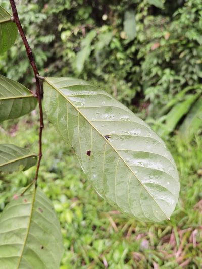 Unonopsis pittieri, photographed by Eduardo Chacón Madrigal