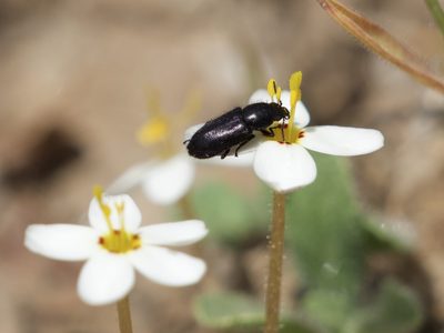Leptosiphon parviflorus, photographed by Dee Shea Himes