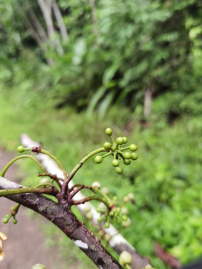 Unonopsis pittieri, photographed by Eduardo Chacón Madrigal