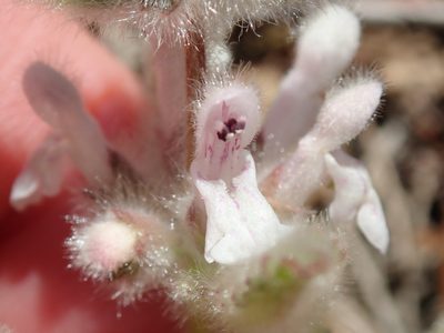 Stachys ajugoides