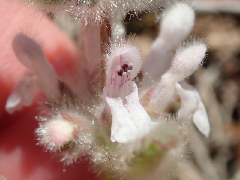Stachys ajugoides, photographed by Henrik Kibak